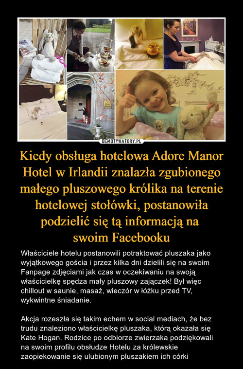 Kiedy obsługa hotelowa Adore Manor Hotel w Irlandii znalazła zgubionego małego pluszowego królika na terenie hotelowej stołówki, postanowiła podzielić się tą informacją na 
swoim Facebooku