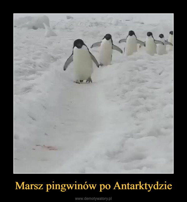 Marsz pingwinów po Antarktydzie –  