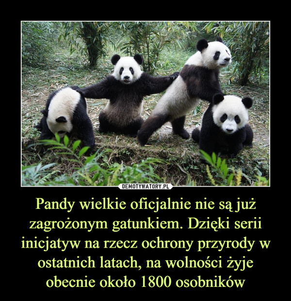 Pandy wielkie oficjalnie nie są już zagrożonym gatunkiem. Dzięki serii inicjatyw na rzecz ochrony przyrody w ostatnich latach, na wolności żyje obecnie około 1800 osobników –  