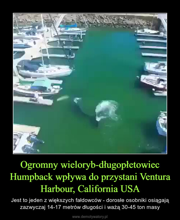 Ogromny wieloryb-długopłetowiec Humpback wpływa do przystani Ventura Harbour, California USA – Jest to jeden z większych fałdowców - dorosłe osobniki osiągają zazwyczaj 14-17 metrów długości i ważą 30-45 ton masy 