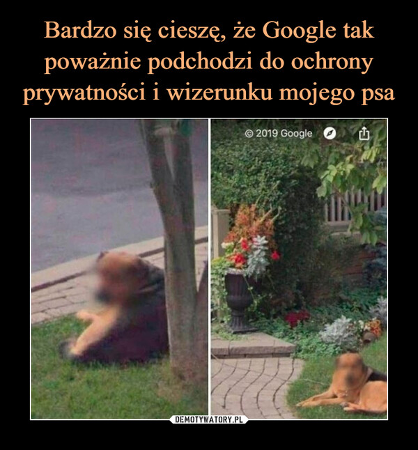 Bardzo się cieszę, że Google tak poważnie podchodzi do ochrony prywatności i wizerunku mojego psa