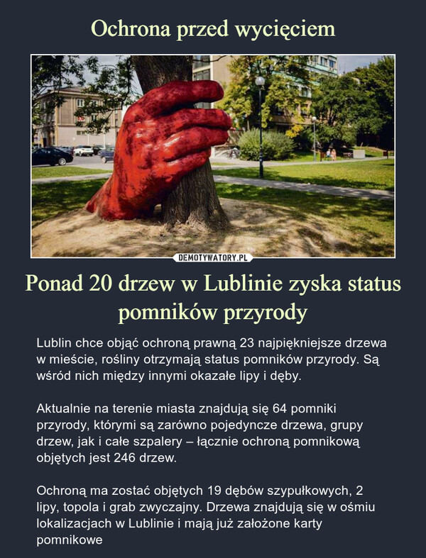 Ochrona przed wycięciem Ponad 20 drzew w Lublinie zyska status pomników przyrody