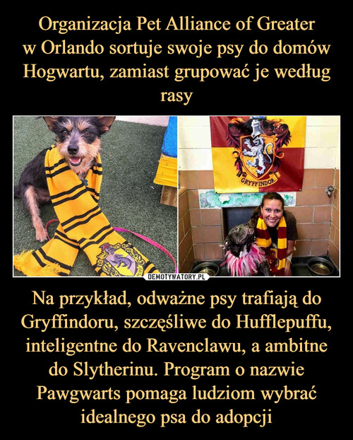 Organizacja Pet Alliance of Greater
w Orlando sortuje swoje psy do domów Hogwartu, zamiast grupować je według rasy Na przykład, odważne psy trafiają do Gryffindoru, szczęśliwe do Hufflepuffu, inteligentne do Ravenclawu, a ambitne do Slytherinu. Program o nazwie Pawgwarts pomaga ludziom wybrać idealnego psa do adopcji
