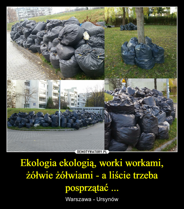 Ekologia ekologią, worki workami, żółwie żółwiami - a liście trzeba posprzątać ... – Warszawa - Ursynów 