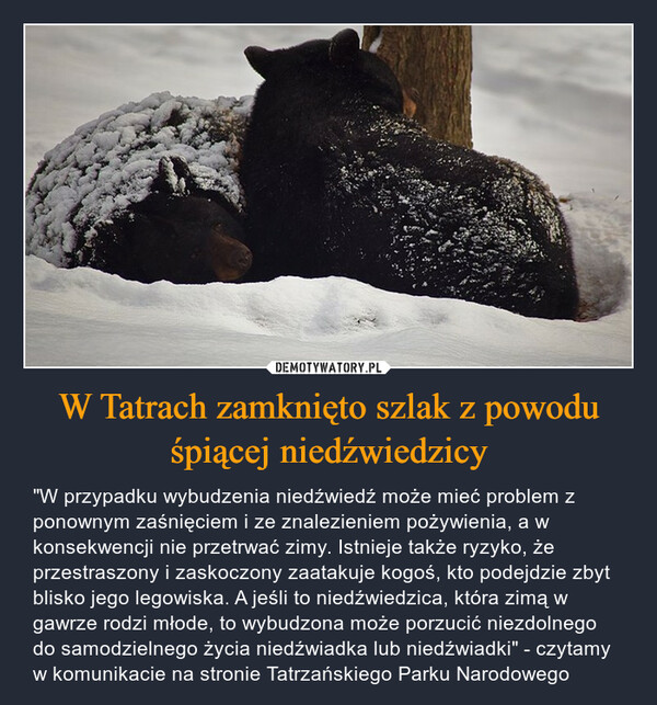 W Tatrach zamknięto szlak z powodu śpiącej niedźwiedzicy