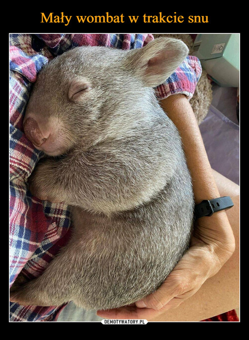 Mały wombat w trakcie snu