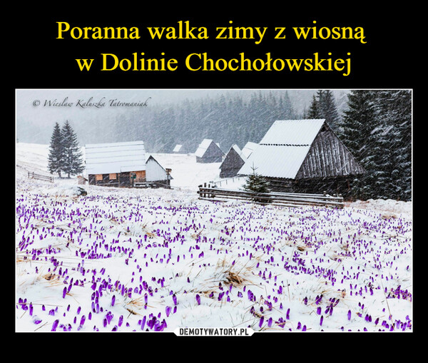 Poranna walka zimy z wiosną 
w Dolinie Chochołowskiej