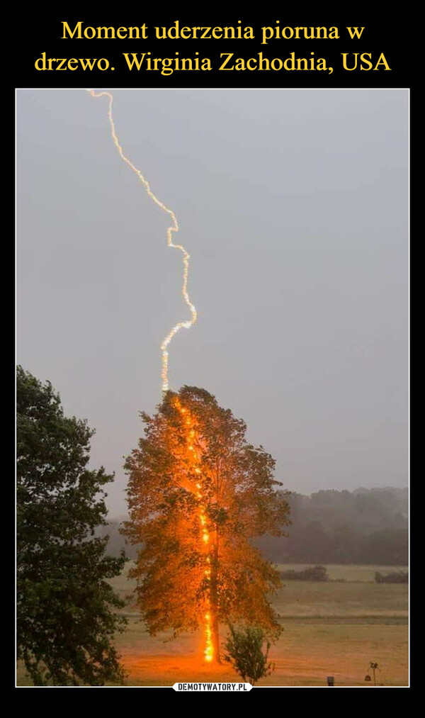 Moment uderzenia pioruna w drzewo. Wirginia Zachodnia, USA