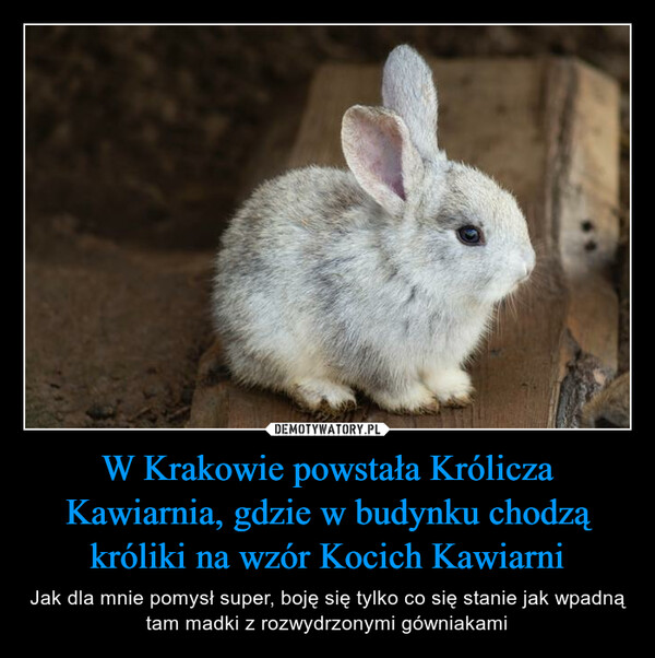W Krakowie powstała Królicza Kawiarnia, gdzie w budynku chodzą króliki na wzór Kocich Kawiarni – Jak dla mnie pomysł super, boję się tylko co się stanie jak wpadną tam madki z rozwydrzonymi gówniakami 