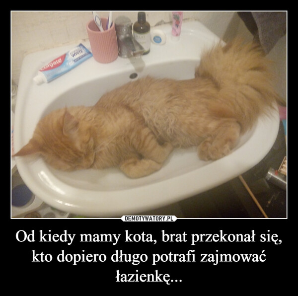 Od kiedy mamy kota, brat przekonał się, kto dopiero długo potrafi zajmować łazienkę... –  
