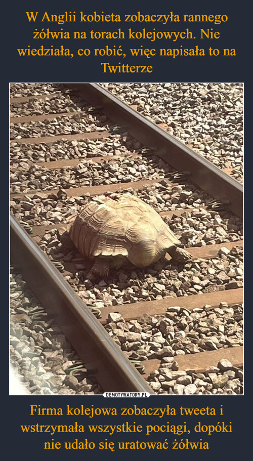 W Anglii kobieta zobaczyła rannego żółwia na torach kolejowych. Nie wiedziała, co robić, więc napisała to na Twitterze Firma kolejowa zobaczyła tweeta i wstrzymała wszystkie pociągi, dopóki nie udało się uratować żółwia