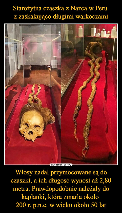 Starożytna czaszka z Nazca w Peru 
z zaskakująco długimi warkoczami Włosy nadal przymocowane są do czaszki, a ich długość wynosi aż 2,80 metra. Prawdopodobnie należały do kapłanki, która zmarła około 
200 r. p.n.e. w wieku około 50 lat