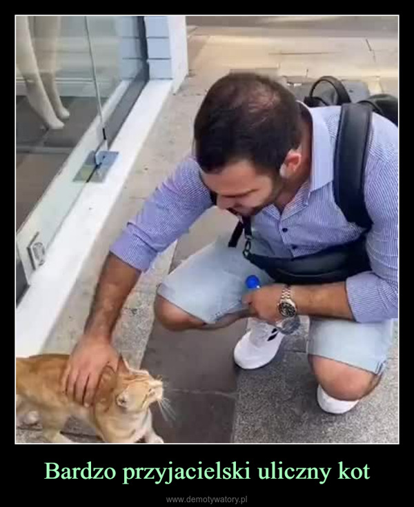 Bardzo przyjacielski uliczny kot –  