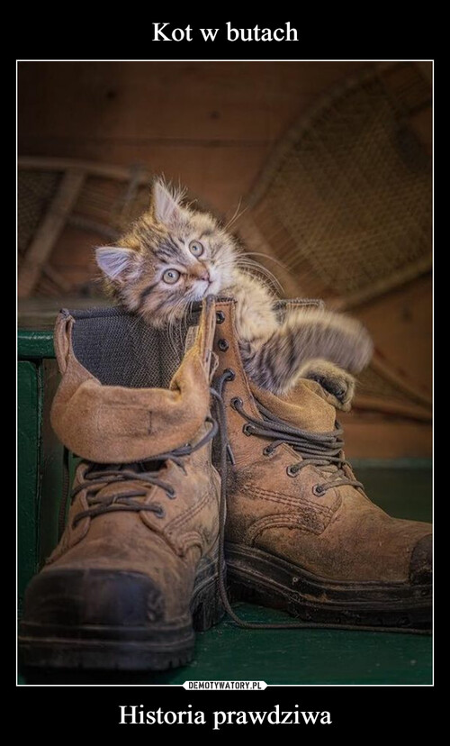 Kot w butach Historia prawdziwa