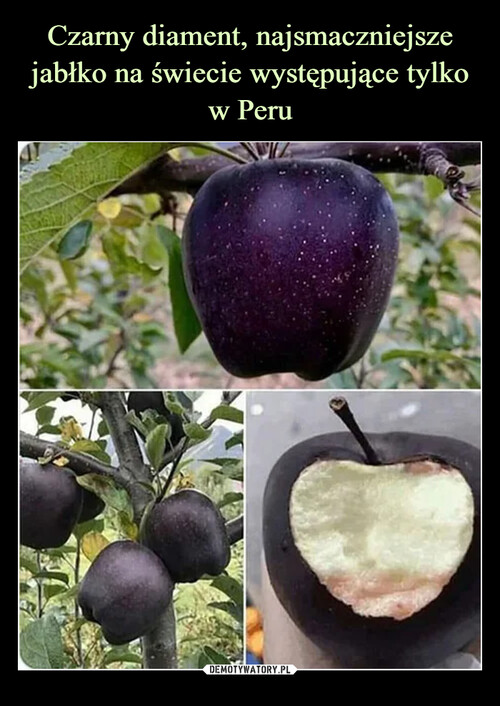 Czarny diament, najsmaczniejsze jabłko na świecie występujące tylko w Peru