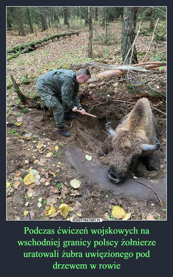 Podczas ćwiczeń wojskowych na wschodniej granicy polscy żołnierze uratowali żubra uwięzionego pod drzewem w rowie –  