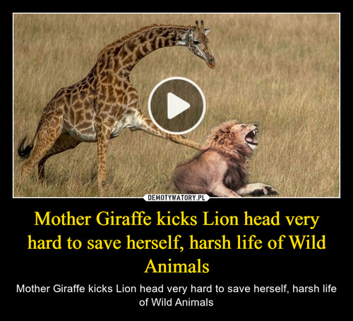 Mother Giraffe kicks Lion head very hard to save herself, harsh life of Wild Animals