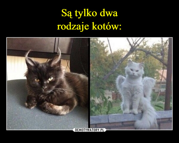 Są tylko dwa
rodzaje kotów: