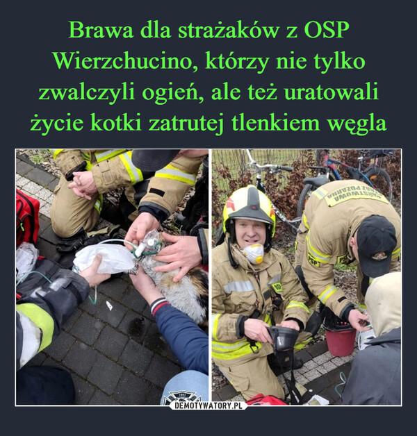 Brawa dla strażaków z OSP Wierzchucino, którzy nie tylko zwalczyli ogień, ale też uratowali życie kotki zatrutej tlenkiem węgla