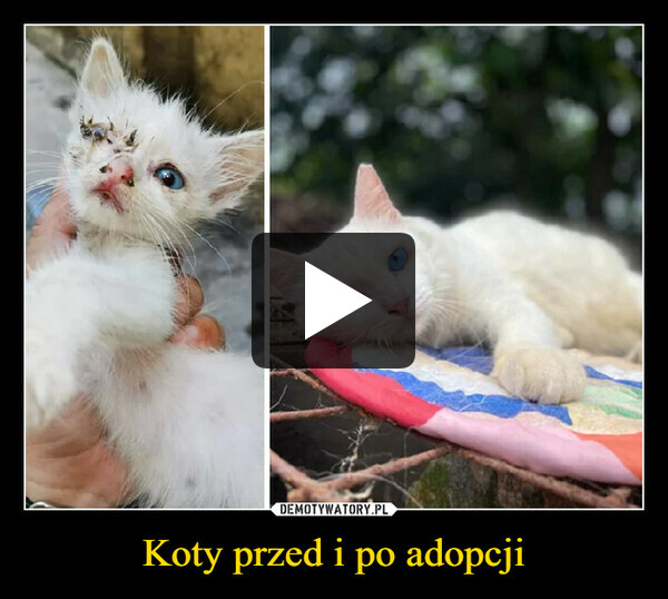 Koty przed i po adopcji