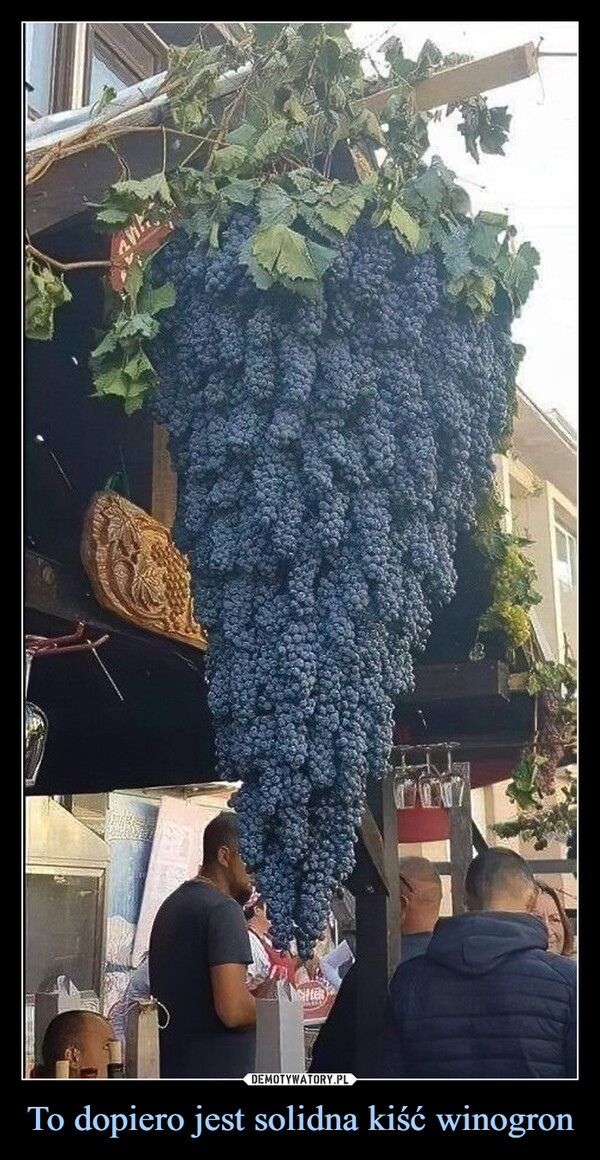To dopiero jest solidna kiść winogron –  AntTHER
