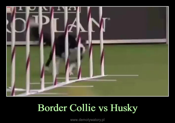 Border Collie vs Husky –  0:16 4.3M views