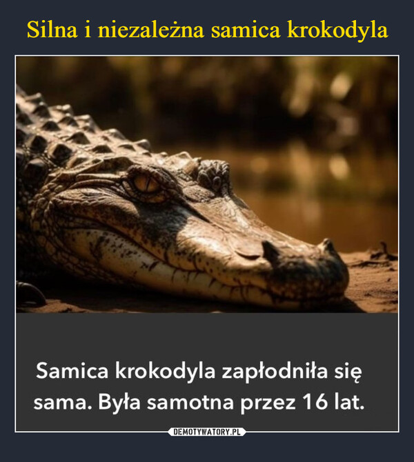 Silna i niezależna samica krokodyla
