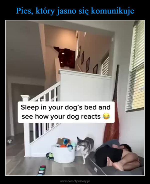  –  Sleep in your dog's bed andsee how your dog reactsTEM