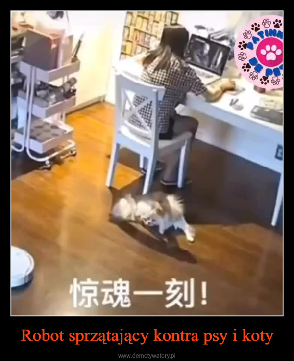 Robot sprzątający kontra psy i koty –  05OREC惊魂一刻!1800E