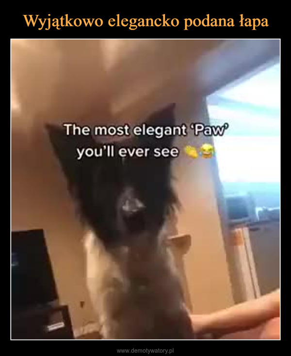 –  The most elegant 'Paw'you'll ever see