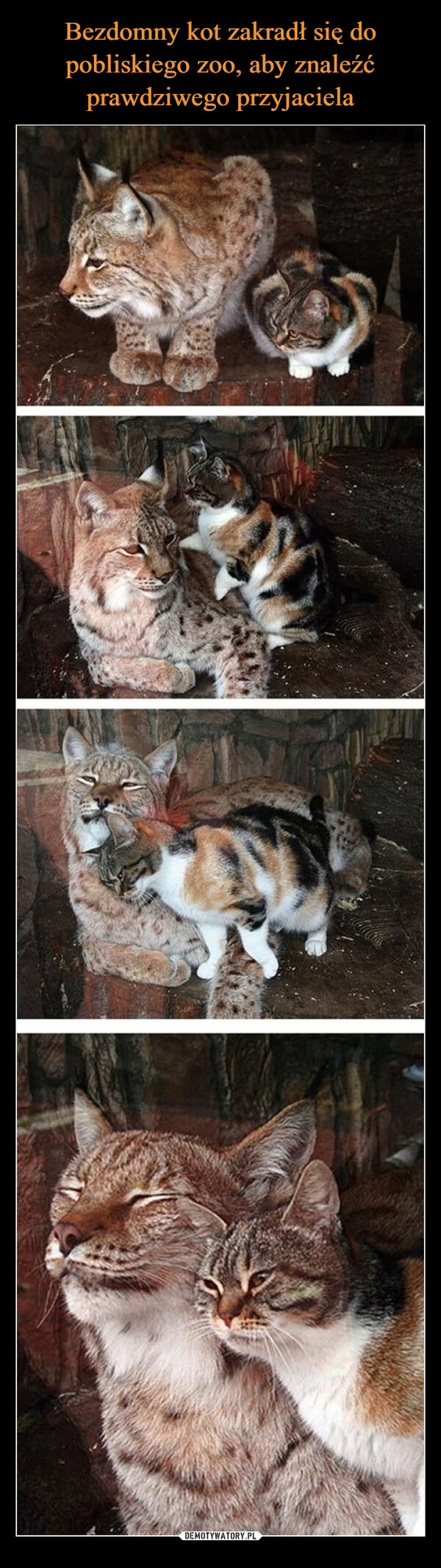 Bezdomny kot zakradł się do pobliskiego zoo, aby znaleźć prawdziwego przyjaciela