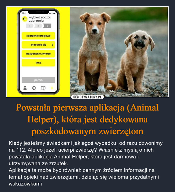 Powstała pierwsza aplikacja (Animal Helper), która jest dedykowana poszkodowanym zwierzętom