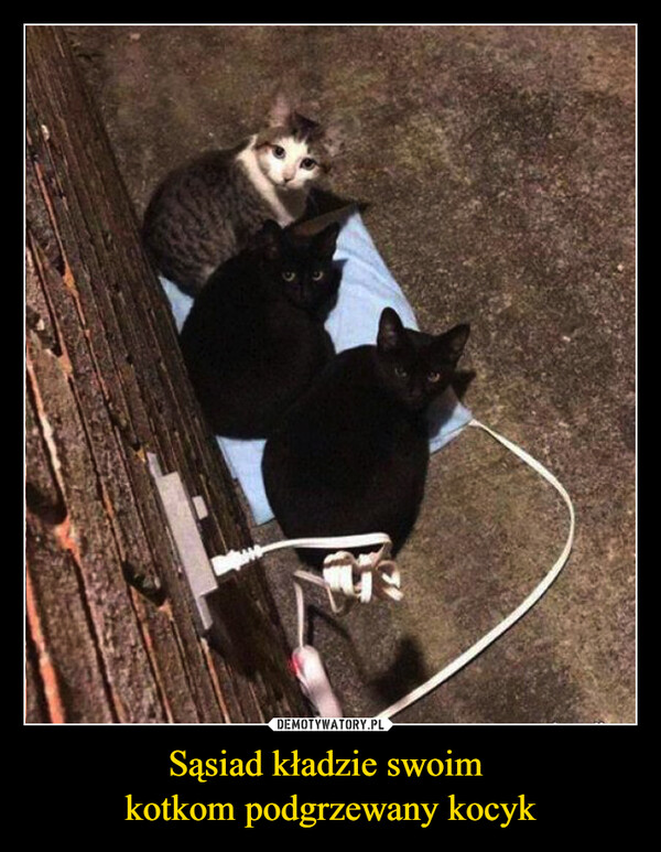 Sąsiad kładzie swoim kotkom podgrzewany kocyk –  