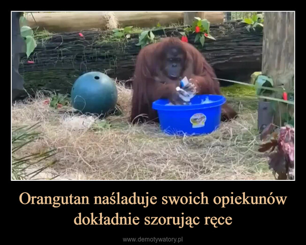 Orangutan naśladuje swoich opiekunów dokładnie szorując ręce –  